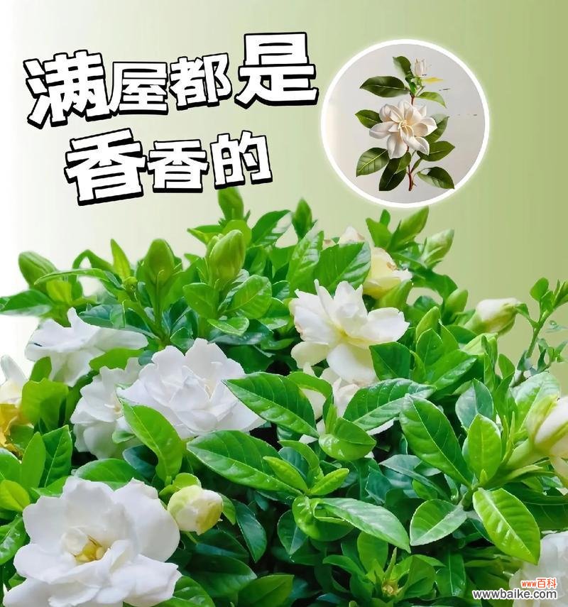 栀子花花语是什么意思？栀子花象征着什么？