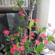 哪种花代表渴望？