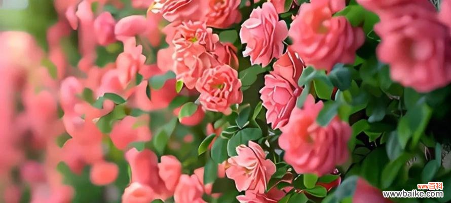 哪种花代表渴望？