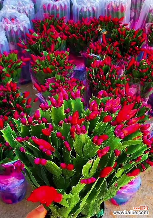 蟹爪兰的花语含义是什么？它象征着什么？