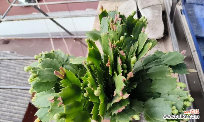 蟹爪兰的花语含义是什么？它象征着什么？