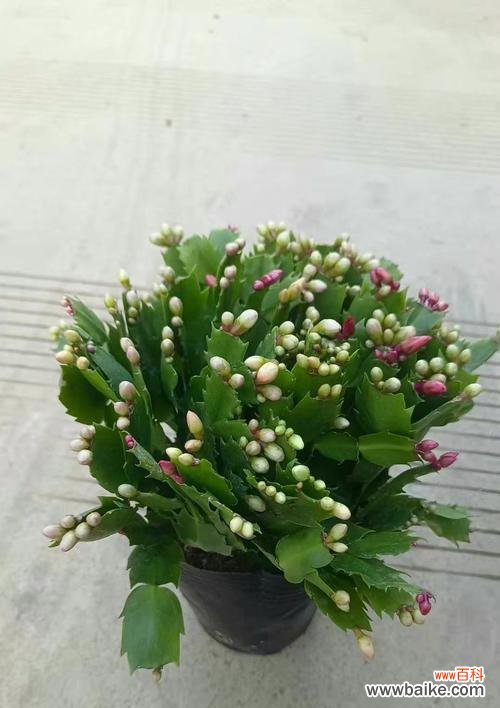 蟹爪兰的花语含义是什么？它象征着什么？