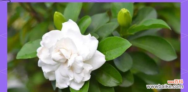 哪些花卉象征着长久的情谊？