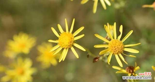 花开自律，人生绽放自由 自律之花