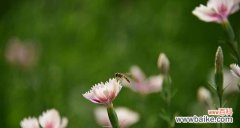 花中高傲者独尊，探寻自负花的神秘之谜 花间自负