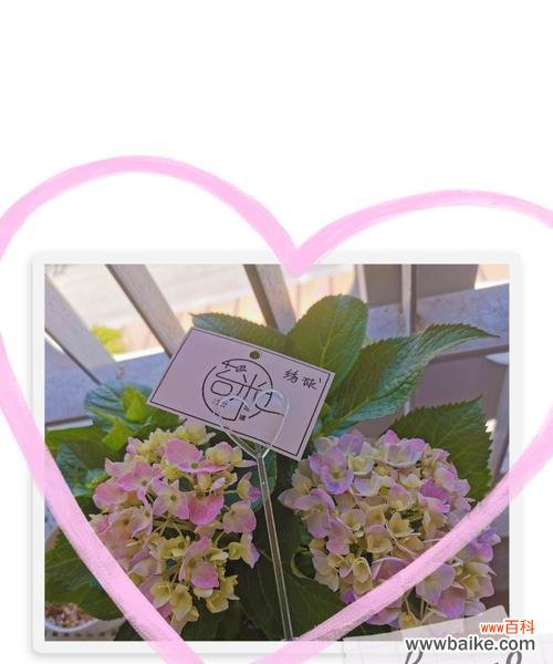 花中高傲者独尊，探寻自负花的神秘之谜 花间自负