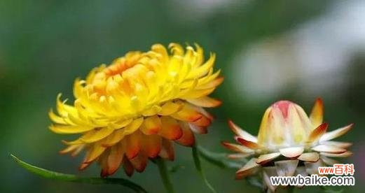 展现对师长的感激之情，传递敬意与谢意 向师长致敬的花语——花朵代表尊敬与崇敬