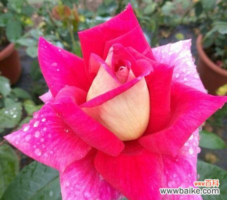 用花朵向师恩致敬 花语尊敬老师的美好表达