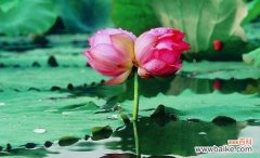 传递爱与希望的美丽之花 以并蹄莲的花语