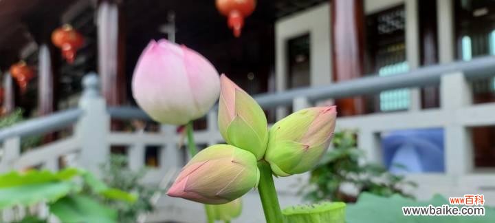 和谐共生，坚毅不拔，相互支持 并蒂莲