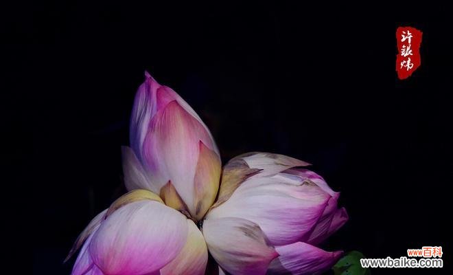 和谐共生，坚毅不拔，相互支持 并蒂莲