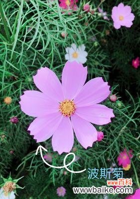 揭秘波斯菊的花语 波斯菊的花语与意义