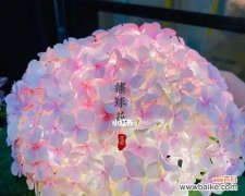 以花朵为媒介，告诉我们时间的珍贵和重要性 遵守时间的花