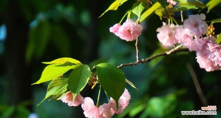以花朵为媒介，告诉我们时间的珍贵和重要性 遵守时间的花