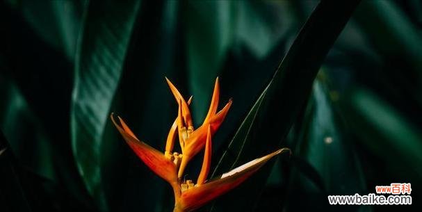 以花朵为媒介，表达对他人的尊重和欣赏 花语传递尊重之意