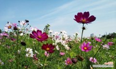 探索波斯菊的秘密花语和深刻寓意 波斯菊的花语和象征意义