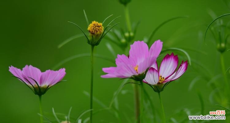 探索波斯菊的秘密花语和深刻寓意 波斯菊的花语和象征意义