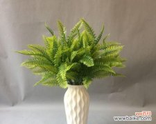 摆放禁忌与注意事项，打造和谐室内环境 波士顿蕨的风水作用与寓意解析