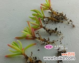 传递希望与爱的芬芳 以波露花代表的心灵的美