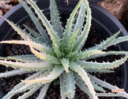 传递希望与爱的芬芳 以波露花代表的心灵的美