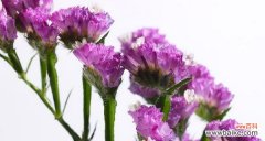 以波路开花的开花寓意与花语 以波路开花