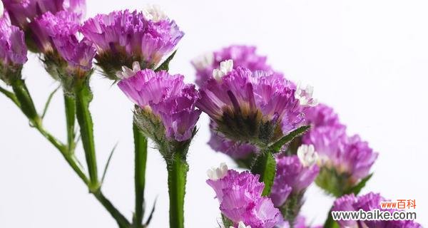 以波路开花的开花寓意与花语 以波路开花