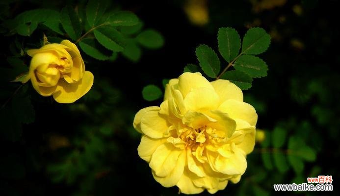 探寻蔷薇花的红、白、黄、粉、紫花语之美 蔷薇花语——用不同颜色传达的情感