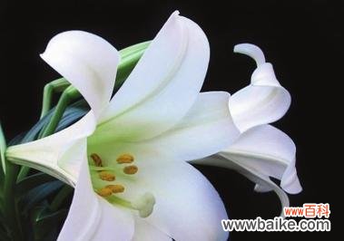 探索白百何花的花语与象征意义 白百何花