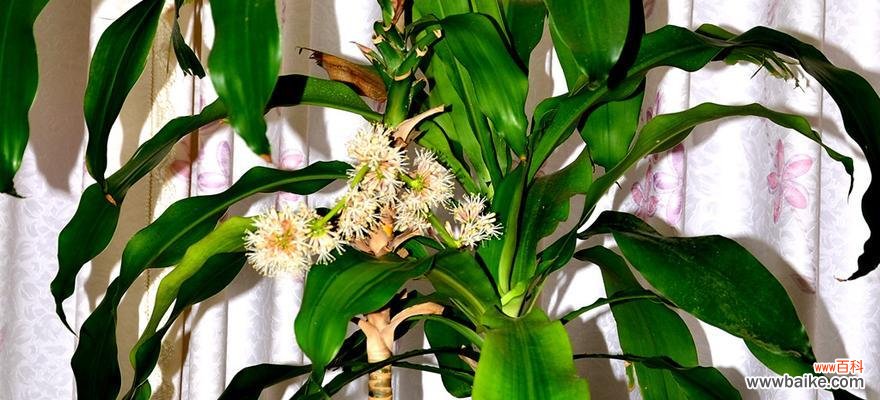 探索以巴西木花语和寓意代表的意义及其影响 以巴西木花语和寓意的深刻内涵