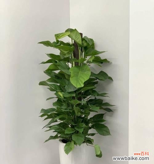 芭蕉的风水寓意和家居风水摆放位置选择的重要性 以芭蕉的风水寓意和摆放位置