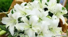 探索白百合花所代表的各种含义与象征 白百合花的花语及象征意义