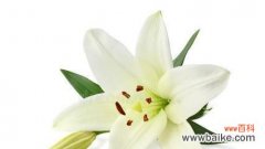 探寻白百合花的深层内涵 白百合花的意义与象征