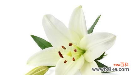 探寻白百合花的深层内涵 白百合花的意义与象征