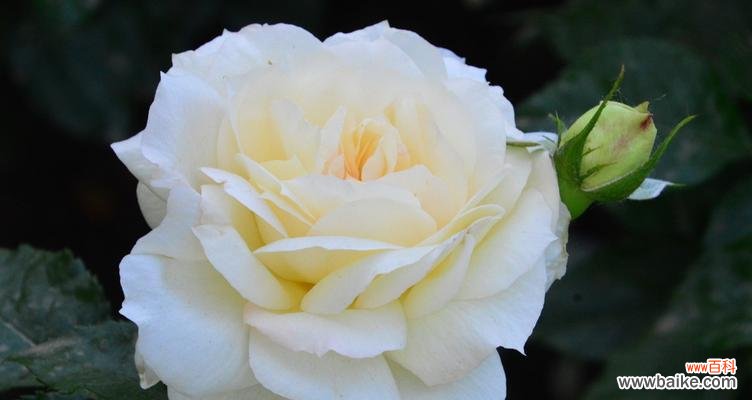 白色月季花的美丽故事与寓意 白色月季花的象征意义及魅力