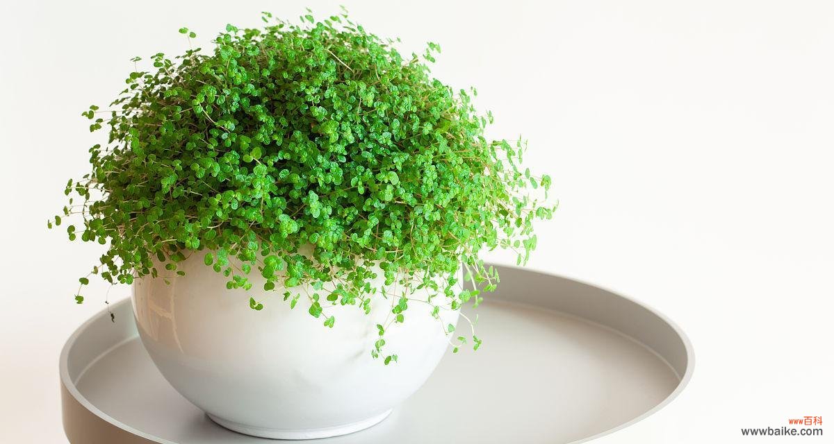 白太阳花 白太阳花的象征意义及美丽之谜