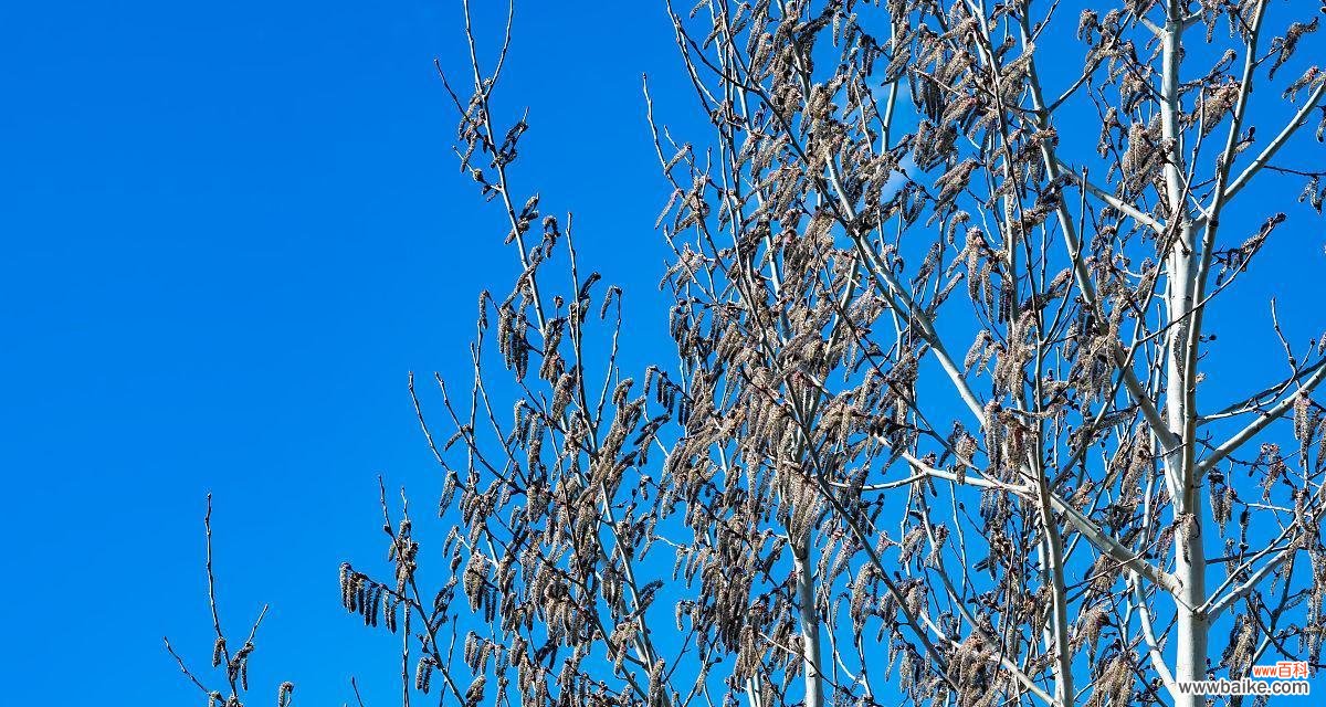 探秘白杨树开花的神秘之处 白杨树开花的奇特景象