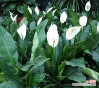 揭示白掌花的隐含寓意 白掌花语象征与寓意