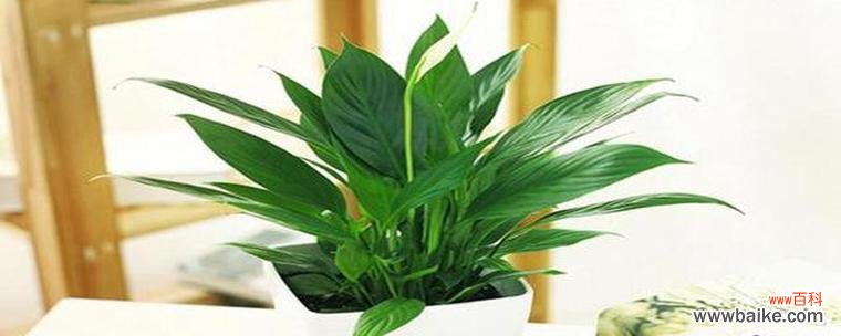 探寻白掌在风水学中的奥秘 白掌风水寓意与象征