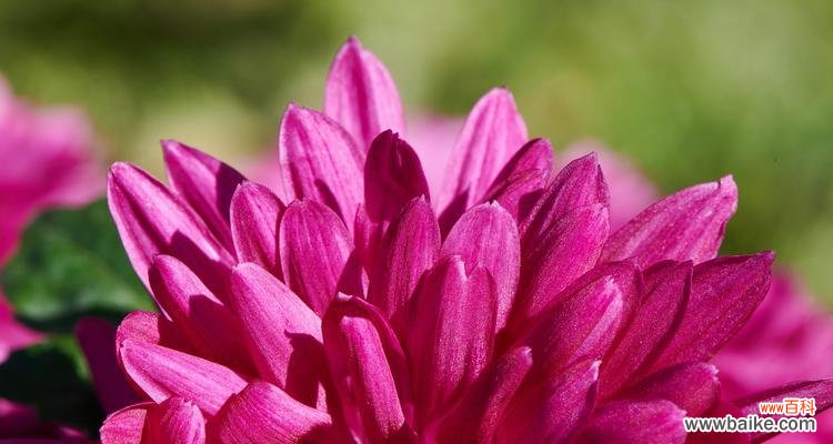 哪些花朵象征权威？它们的权威象征含义是什么？