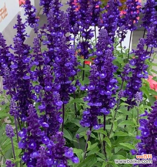 哪些花朵象征权威？它们的权威象征含义是什么？