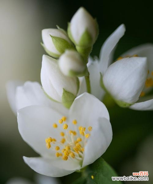 绿茉莉的花语含义是什么？它在花语中代表了什么？
