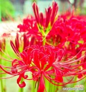 彼岸花的文化寓意是什么？彼岸花在不同文化中的象征意义？