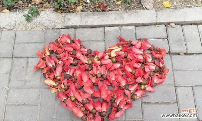 孝顺和尊敬的花卉有哪些?