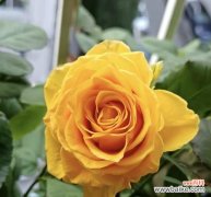 孝顺和尊敬的花卉有哪些？