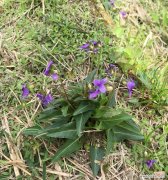 地丁花的含义是什么？地丁花在花语中代表什么？