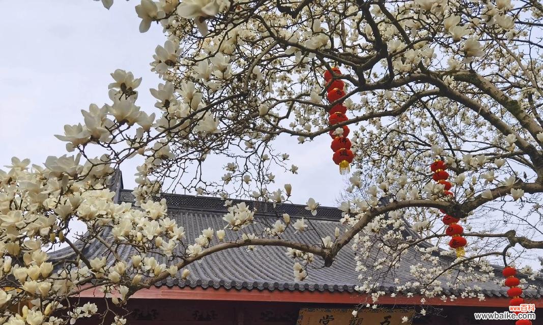 古玉花象征意义是什么?寓意有哪些?