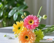 自由和解脱的花卉有哪些？