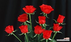 绿菊花代表爱情的花有哪些？它们象征着什么？