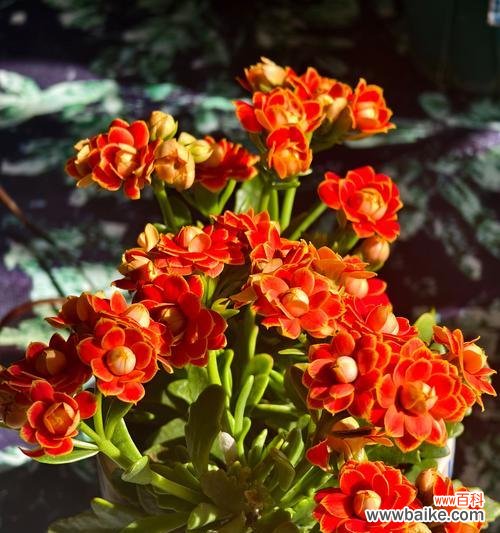花语金郡花语特点是什么？花语金郡的花语有何独特之处？