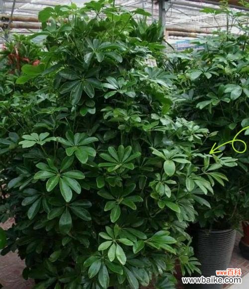 小盆栽中寓意好的花有哪些？